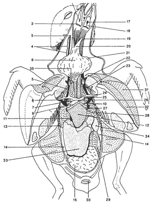 Голуби от А до Я i_002.png