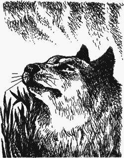 Сказание о верном друге i_047.png