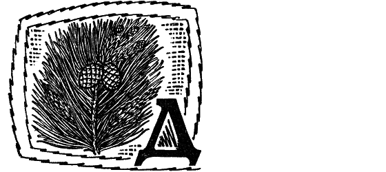 Желтая акация i_026.png