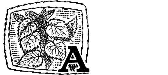 Желтая акация i_027.png