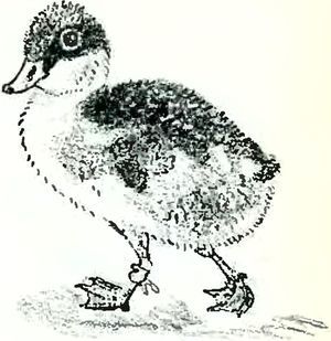 В краю дедушки Мазая i_028.jpg
