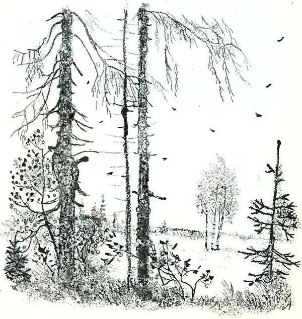 В краю дедушки Мазая i_019.jpg