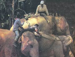 Журнал «Вокруг Света» №1 за 1994 год any2fbimgloader35.jpeg
