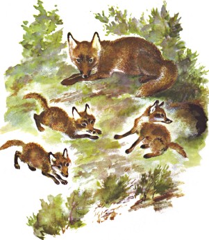 Болтливая сорока i_017.jpg