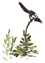 Болтливая сорока i_018.jpg