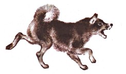 Болтливая сорока i_019.jpg
