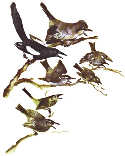 Болтливая сорока i_021.jpg