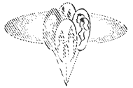 Эниология img_127.png