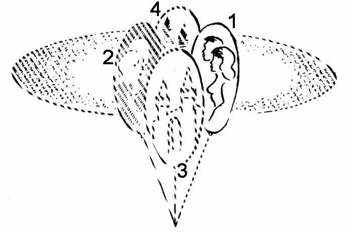 Эниология img_43.png