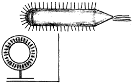 Эниология img_70.png