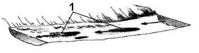 Эниология img_104.png