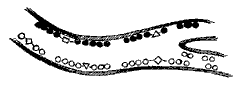 Эниология img_124.png