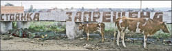 Литературная Газета  6268 ( № 13 2010) TAGhttp___www_lgz_ru_userfiles_image_13_6268_2010_16-3_jpg737477