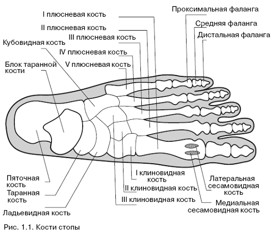 Все о здоровье ваших ног. От младенчества до старости pic_1.png