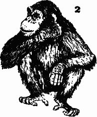 Обезьяны, человек и язык p098_2.png