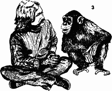 Обезьяны, человек и язык p099_1.png