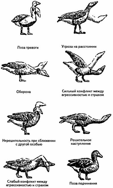Занимательная психология any2fbimgloader17.jpeg
