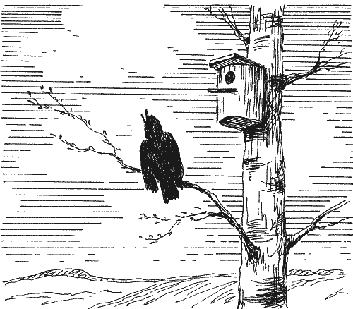 Скворцы i_003.png