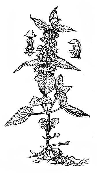 i_001.jpg