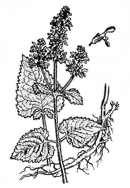 i_009.jpg
