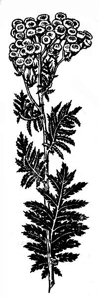 i_010.jpg