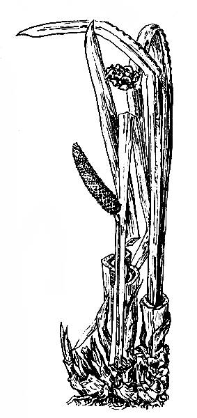 i_011.jpg