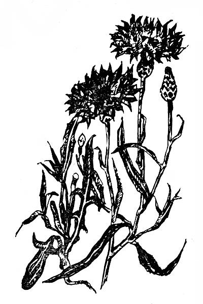 i_014.jpg