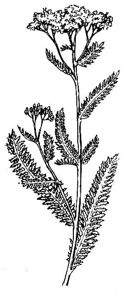 i_016.jpg