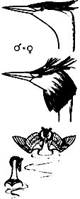 Непослушное дитя биосферы c05p14.png