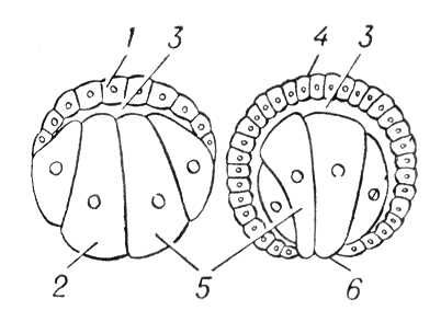 Большая Советская Энциклопедия (ГА) i009-001-206678188.jpg