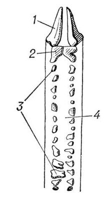 Большая Советская Энциклопедия (ГО) i008-pictures-001-290963951.jpg