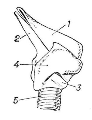 Большая Советская Энциклопедия (ГО) i010-001-252330579.jpg