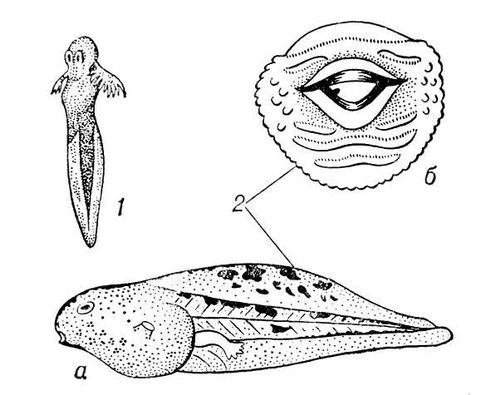 Большая Советская Энциклопедия (ГО) i010-001-261060648.jpg