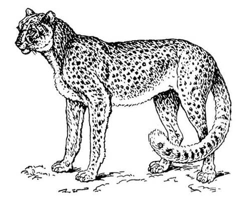 Большая Советская Энциклопедия (ГЕ) i010-001-261491578.jpg