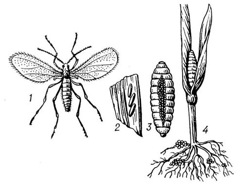 Большая Советская Энциклопедия (ГЕ) i010-001-250973866.jpg