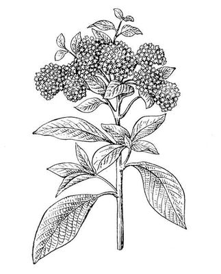 Большая Советская Энциклопедия (ГЕ) i009-001-214669074.jpg