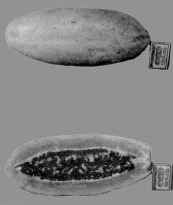 Большая Советская Энциклопедия (ДЫ) i010-001-260430641.jpg