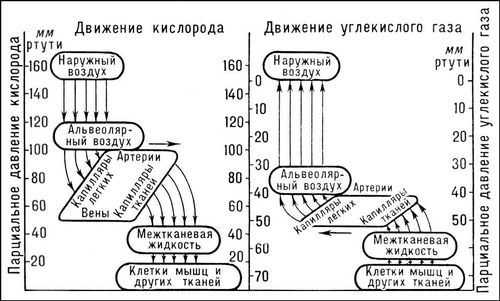 Большая Советская Энциклопедия (ДЫ) i010-001-278257569.jpg