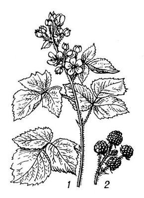 Большая Советская Энциклопедия (ЕЖ) i010-001-248901002.jpg