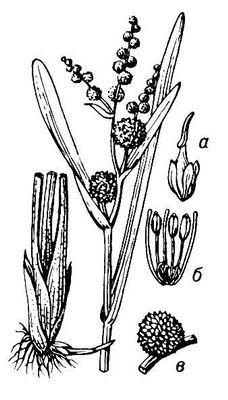 Большая Советская Энциклопедия (ЕЖ) i009-001-239616088.jpg