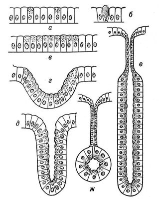 Большая Советская Энциклопедия (ЖЕ) i009-001-208142558.jpg