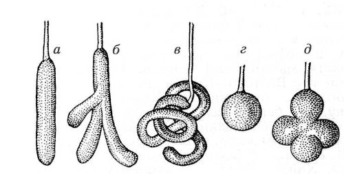 Большая Советская Энциклопедия (ЖЕ) i009-001-238973391.jpg