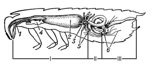 Большая Советская Энциклопедия (ЖЕ) i010-001-277053369.jpg