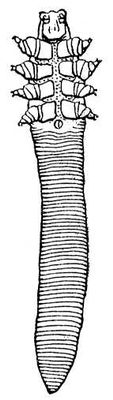 Большая Советская Энциклопедия (ЖЕ) i009-001-228292573.jpg