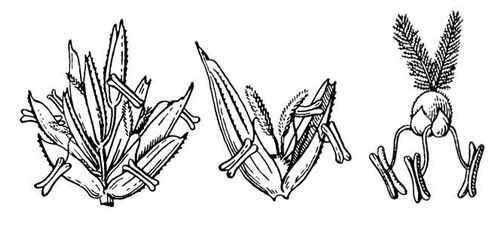Большая Советская Энциклопедия (ЗЛ) i009-001-217992258.jpg