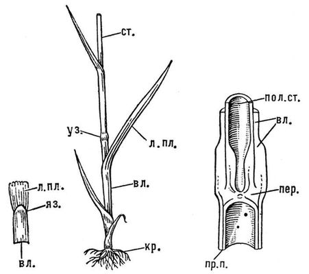 Большая Советская Энциклопедия (ЗЛ) i009-001-235200661.jpg