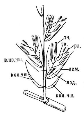 Большая Советская Энциклопедия (ЗЛ) i009-001-241001565.jpg