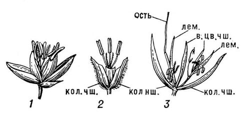 Большая Советская Энциклопедия (ЗЛ) i010-001-263989426.jpg