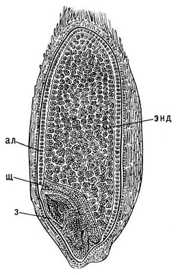 Большая Советская Энциклопедия (ЗЛ) i010-001-278196405.jpg