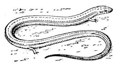 Большая Советская Энциклопедия (ЗМ) i010-001-249557538.jpg